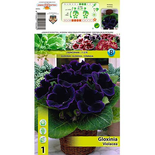 Gloksinija Violacea slika 1 članek 70408