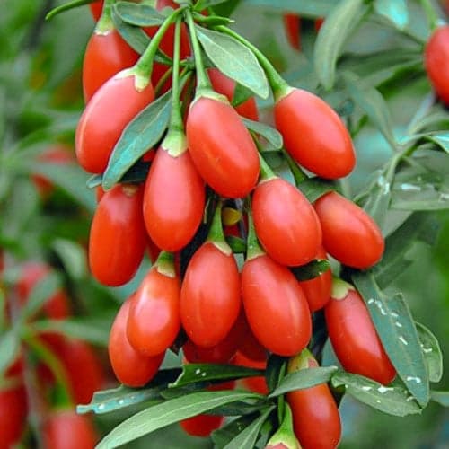 Goji jagode Big Berry, P9 slika 1 članek 1582