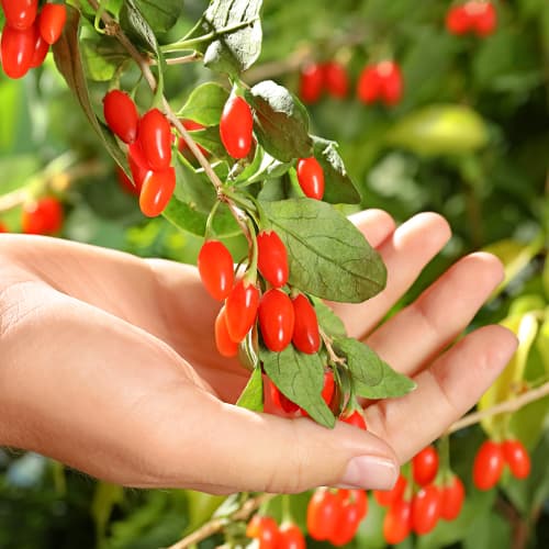 Goji jagode Korean Big, P9 slika 1 članek 9321