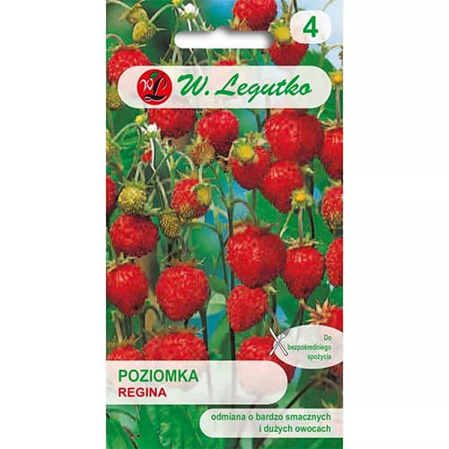 Gozdna jagoda Regina slika 1 članek 86894