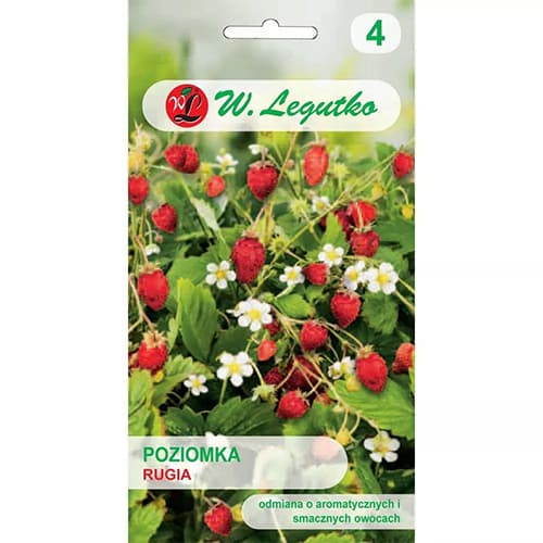 Gozdna jagoda Rugia slika 1 članek 69530