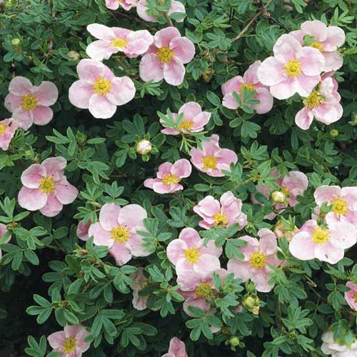 Grmasti petoprstnik Princess, С2 slika 1 članek 8569