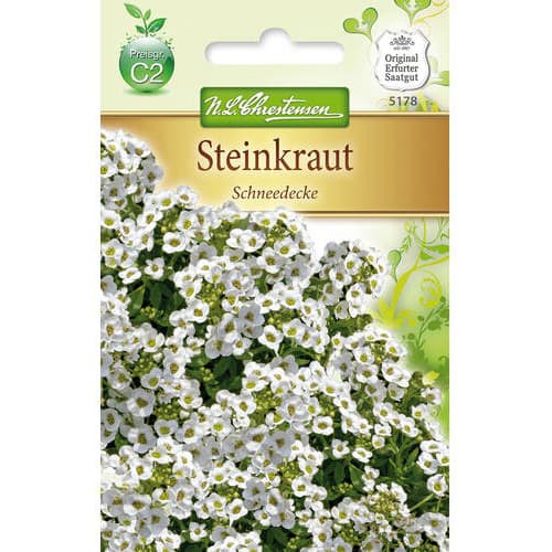 Grobeljnik Lobularia Snow slika 1 članek 78920