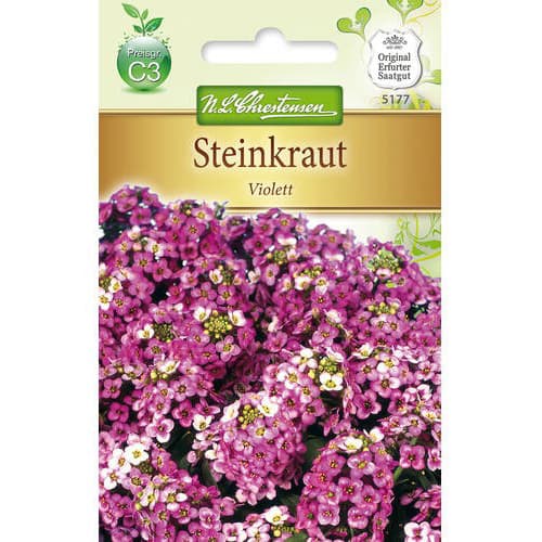 Grobeljnik Lobularia Violett slika 1 članek 78919