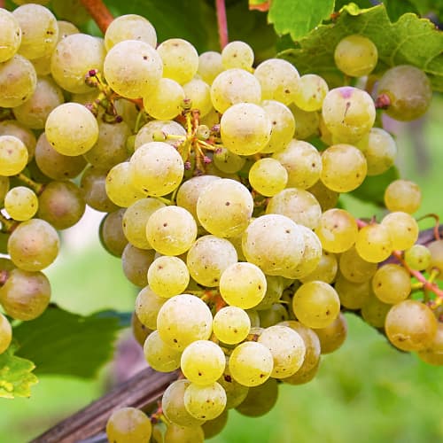 Grozdje Seyval Blanc, P9 slika 1 članek 7343