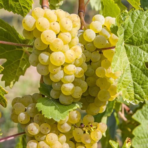 Grozdje Seyval Blanc, P9 slika 2 članek 7343