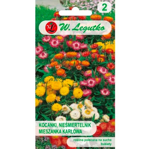 Helichrysums pritlikavi Tom Thumb, mix slika 1 članek 78569