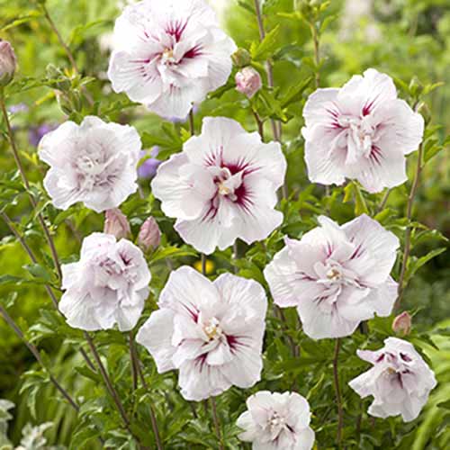 Hibiskus China Chiffon slika 1 članek 77811