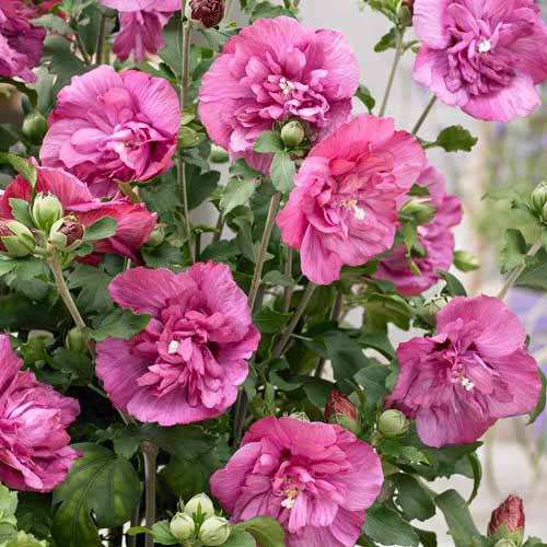 Hibiskus Magenta Chiffon slika 1 članek 76643