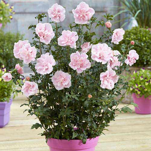 Hibiskus Pink Chiffon slika 1 članek 76644