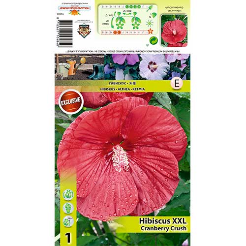 Hibiskus XXL Cranberry Crush slika 1 članek 70415