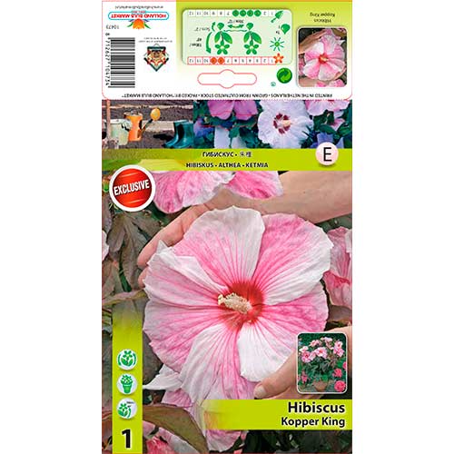Hibiskus XXL Kopper King slika 1 članek 76585