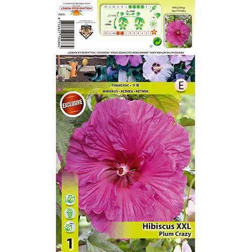 Hibiskus XXL Plum Crazy slika 1 članek 70417