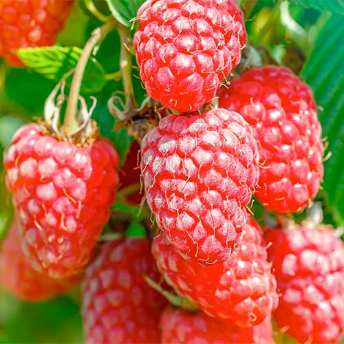 Hibrid robide in maline Gigant, Р9 slika 1 članek 7511