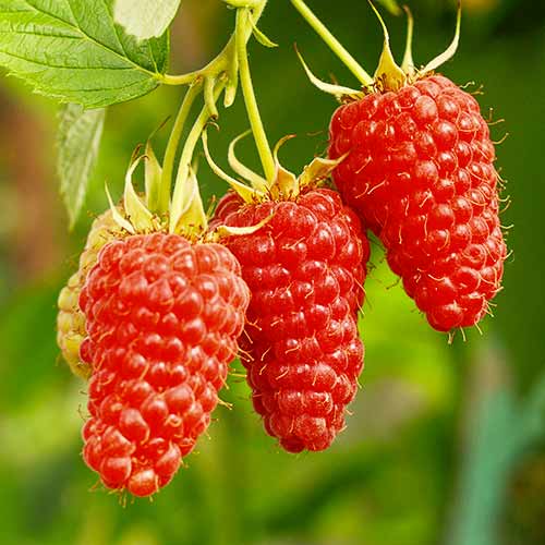 Hibrid robide in maline Tayberry Medana, Р9 slika 1 članek 7510