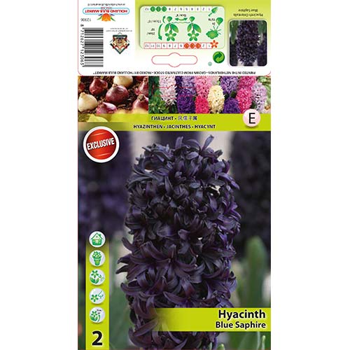 Hijacinta Blue Saphir slika 1 članek 67358