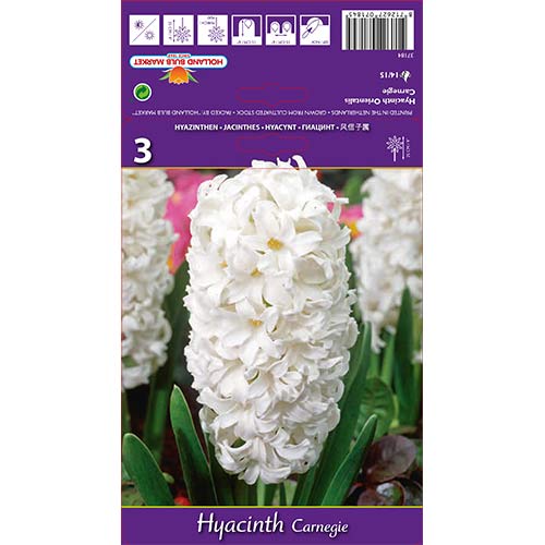 Hijacinta Carnegie slika 1 članek 67587