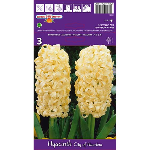 Hijacinta City of Harlem slika 1 članek 67594