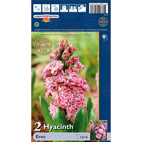 Hijacinta Double Eros slika 1 članek 67591