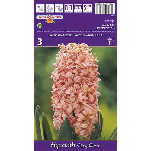 Hijacinta Gypsy Queen slika 1 članek 67585