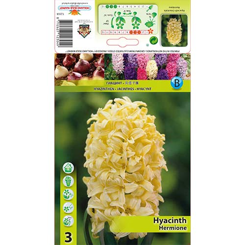 Hijacinta Hermione slika 1 članek 70271