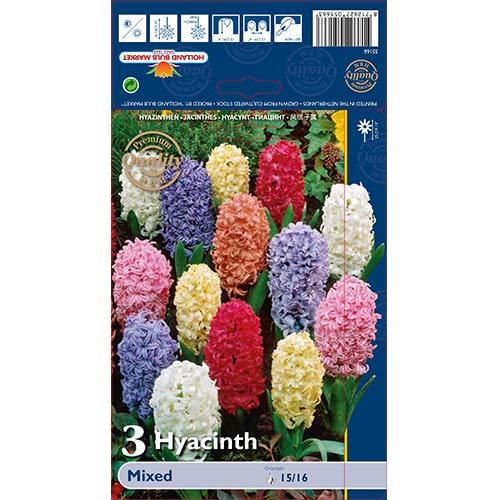 Hijacintas Spring Bloomers, mešanica slika 1 članek 67598