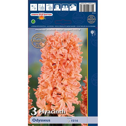 Hijacinta Odysseus slika 1 članek 68010