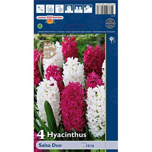 Hijacinta Salsa Duo, mešanica slika 1 članek 68011