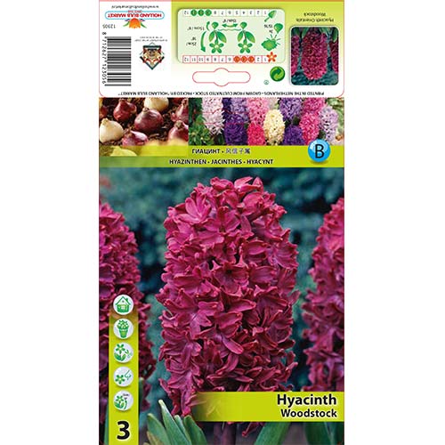 Hijacinta Woodstock slika 1 članek 67584