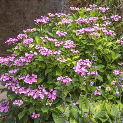 Hortenzija Santiago PBR, С3 slika 1 članek 8550