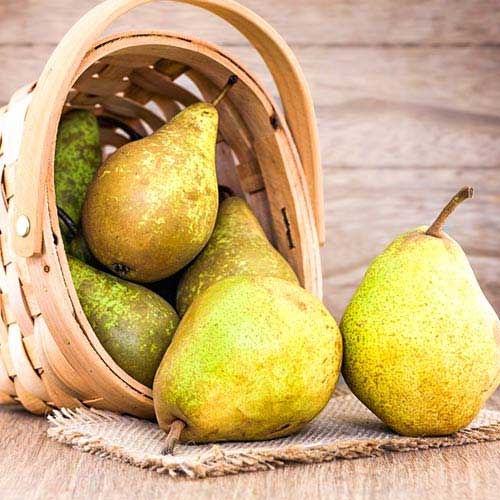 Hruška Abate Fetel, C2 slika 1 članek 9684