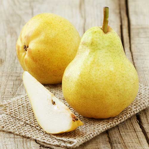 Hruška Highland slika 1 članek 7952