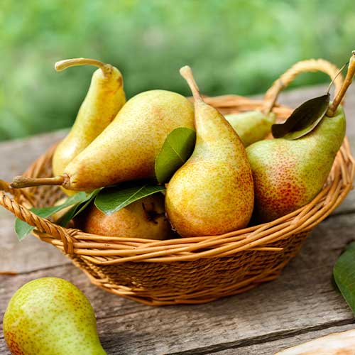 Hruška Krystalia slika 1 članek 7951