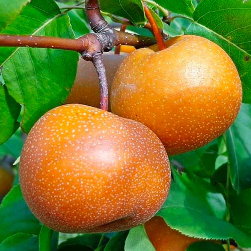 Hruška Nashi slika 1 članek 1625