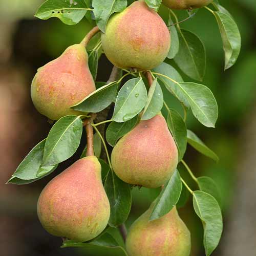 Hruška (stebričasta) Santa Maria slika 1 članek 2021