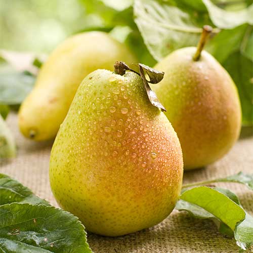 Hruška Williams, С2 slika 1 članek 7938