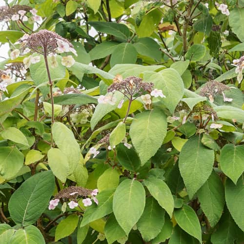 Hydrangea aspera Rosemary Foster, С2 slika 1 članek 7774