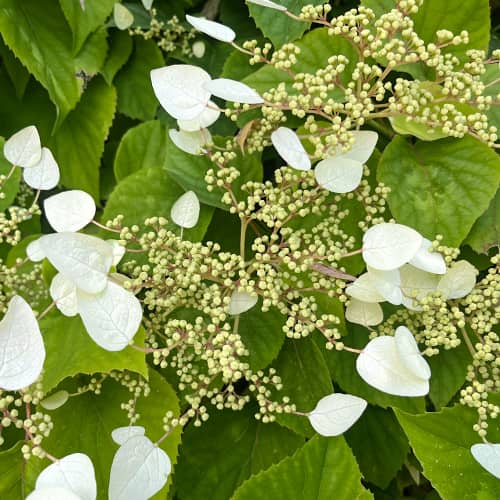 Hydrangea hydr. Burst of Light®, С2 slika 1 članek 7775