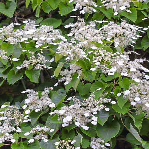 Hydrangea hydr. Moonlight, С2 slika 1 članek 7776