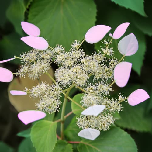 Hydrangea hydr. Roseum, С2 slika 1 članek 7777