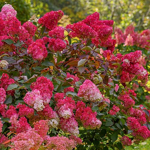 Hydrangea panic. Petite Flori, С2 slika 1 članek 7781
