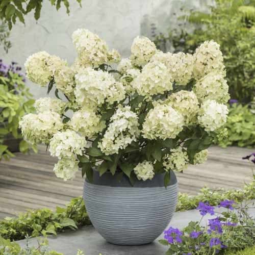 Hydrangea panic. Petite Star, С2 slika 1 članek 7782