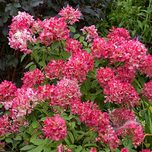 Hydrangea panic.Diamant Rouge Rendia, С2 slika 1 članek 7778
