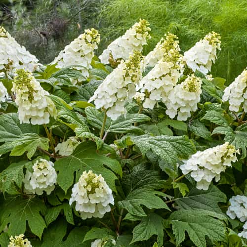Hydrangea querc. Ice Crystal, С2 slika 1 članek 7784