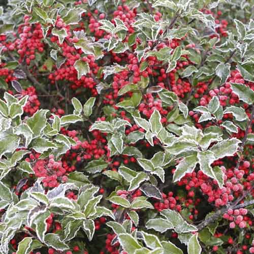 Ilex Blue Princess, С2 slika 1 članek 8551