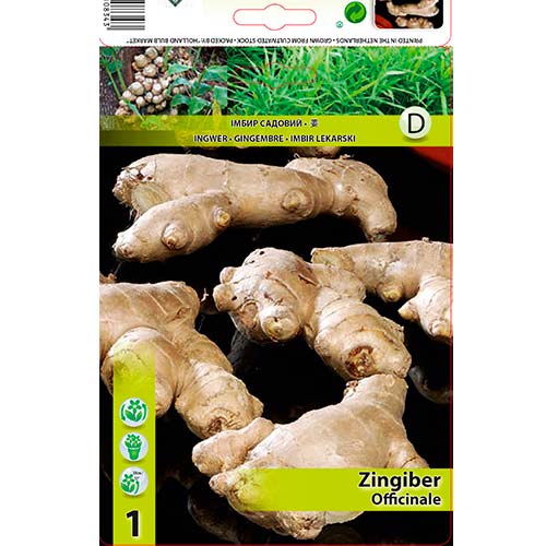 Ingver (Zingiber Officinale) slika 1 članek 70504