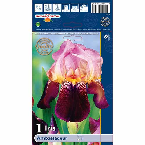 Iris Ambassadeur slika 1 članek 76105