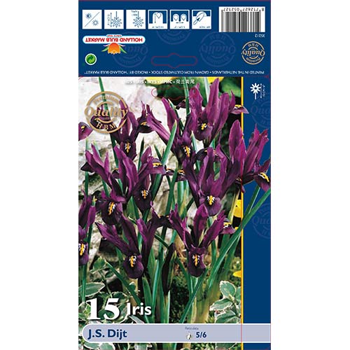 Perunika (iris) mrežasta J.S. Deit slika 1 članek 70225