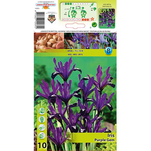 Iris mrežasti Purple Jam slika 1 članek 67382