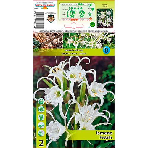 Ismena Festalis slika 1 članek 76294